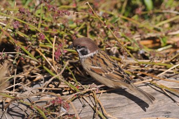 スズメ 東京港野鳥公園 2023年11月18日(土)