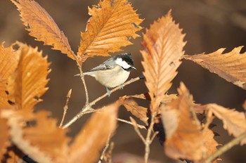 ヒガラ 北海道 函館市 東山 2023年11月21日(火)