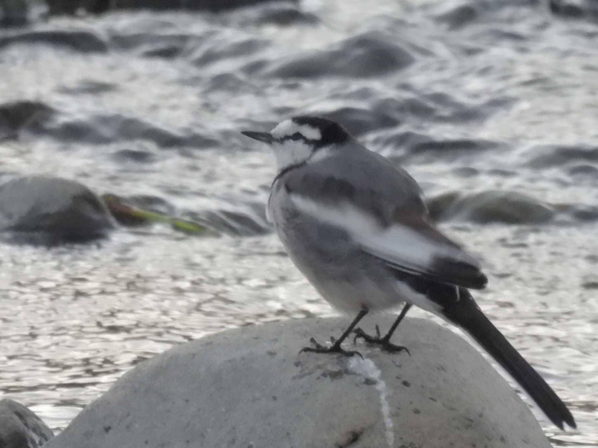 Photo of White Wagtail at 鴨川 by ゆりかもめ