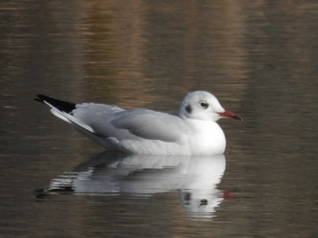 Wed, 11/22/2023 Birding report at 鴨川