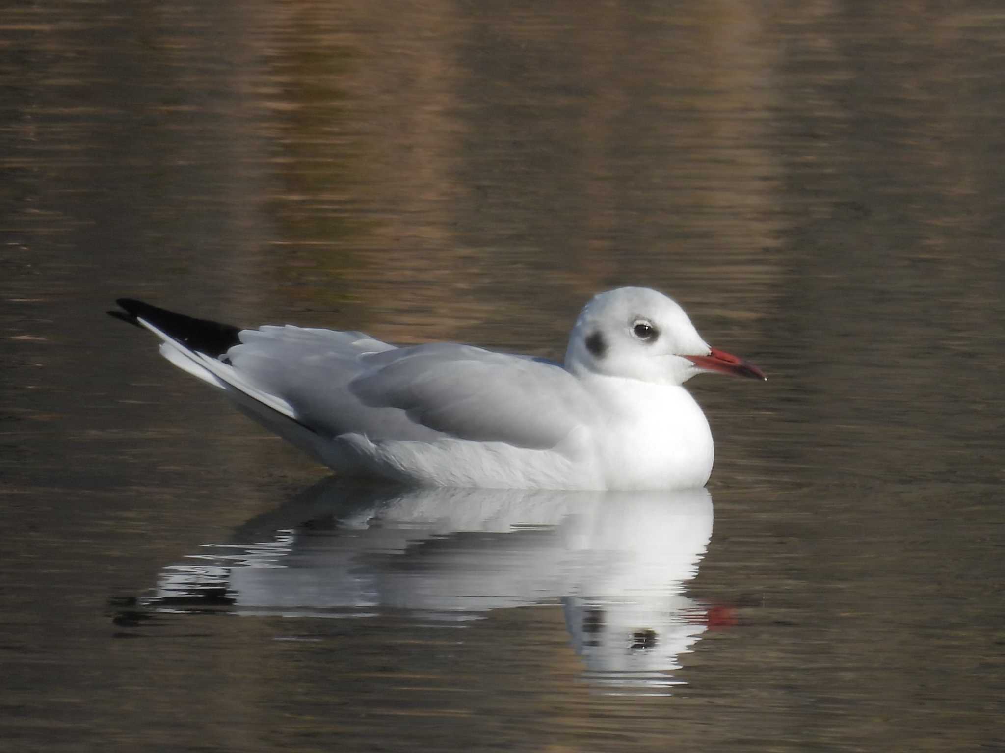 Black-headed Gull