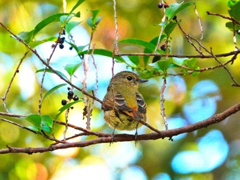 Narcissus Flycatcher 稲佐山公園 Wed, 11/22/2023