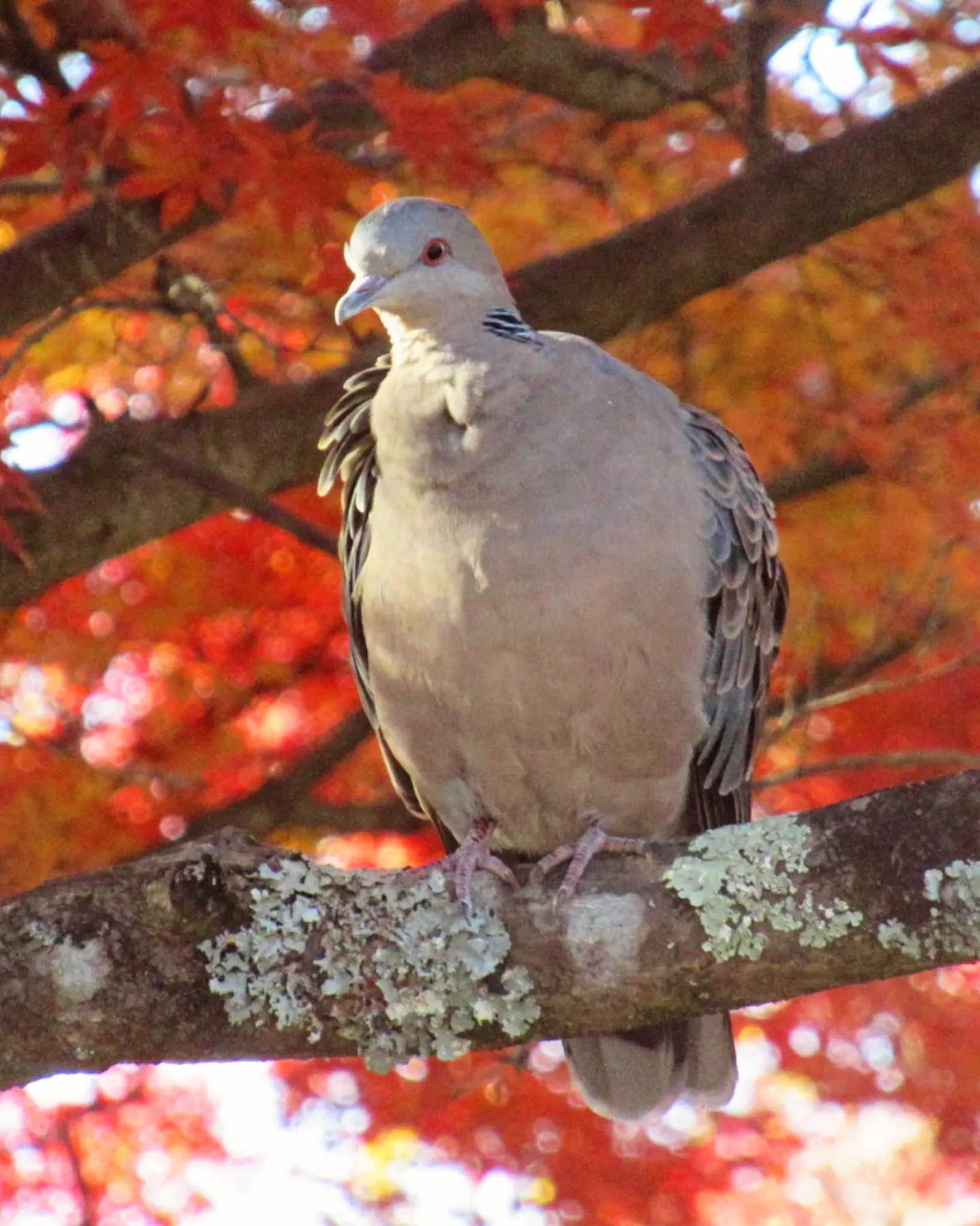 Photo of Oriental Turtle Dove at Mt. Takao by kohukurou