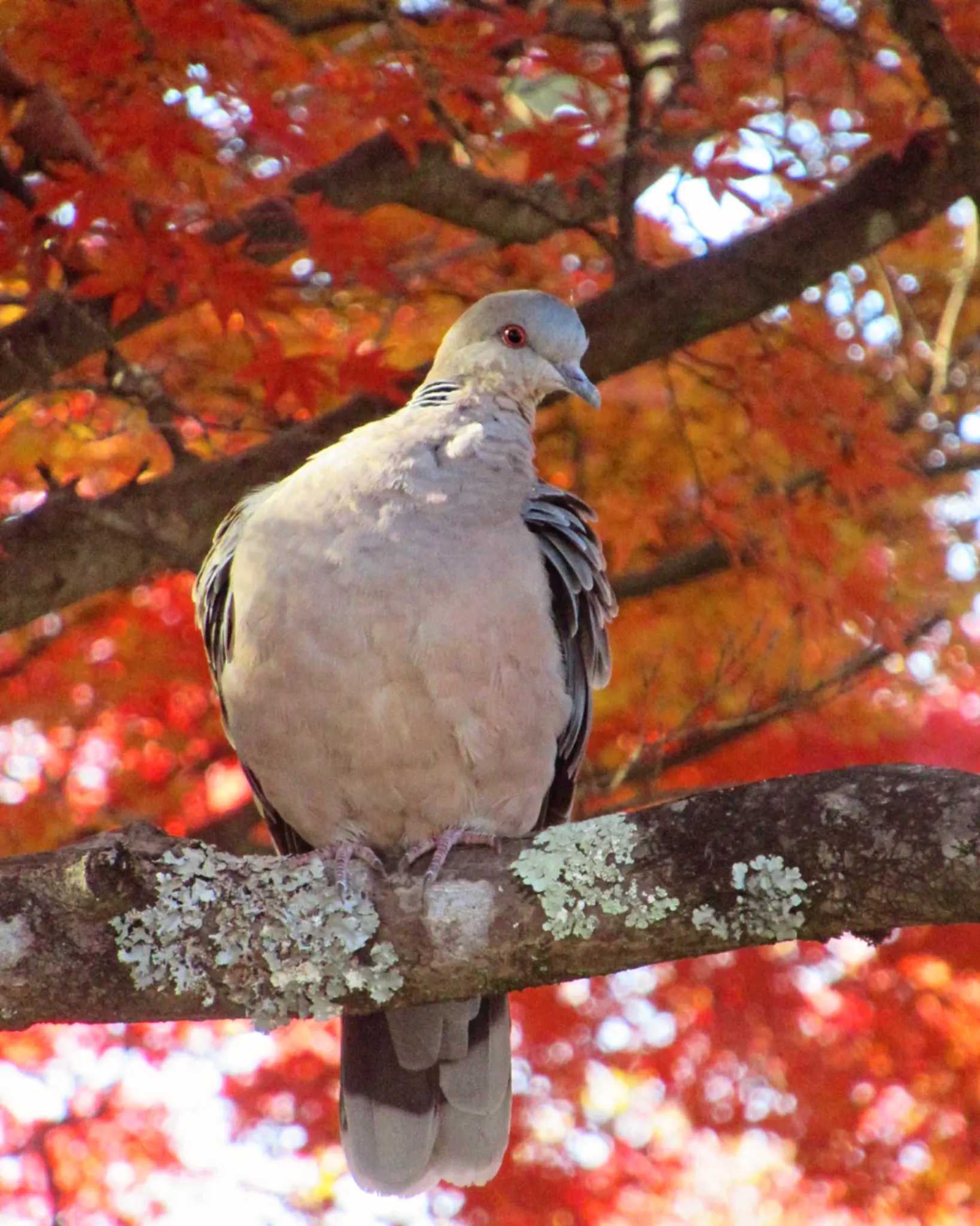 Photo of Oriental Turtle Dove at Mt. Takao by kohukurou