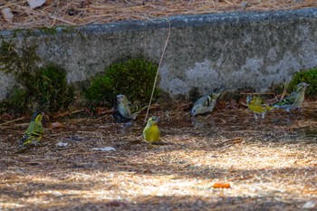 Eurasian Siskin 富士河口湖町 Sun, 11/19/2023