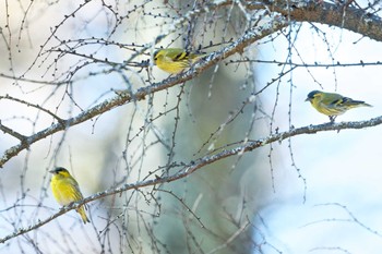 Eurasian Siskin 富士河口湖町 Sun, 11/19/2023