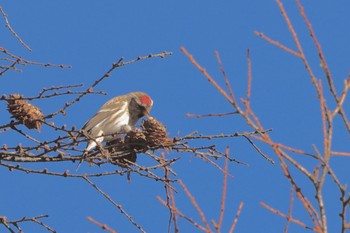 Common Redpoll Unknown Spots Wed, 11/22/2023