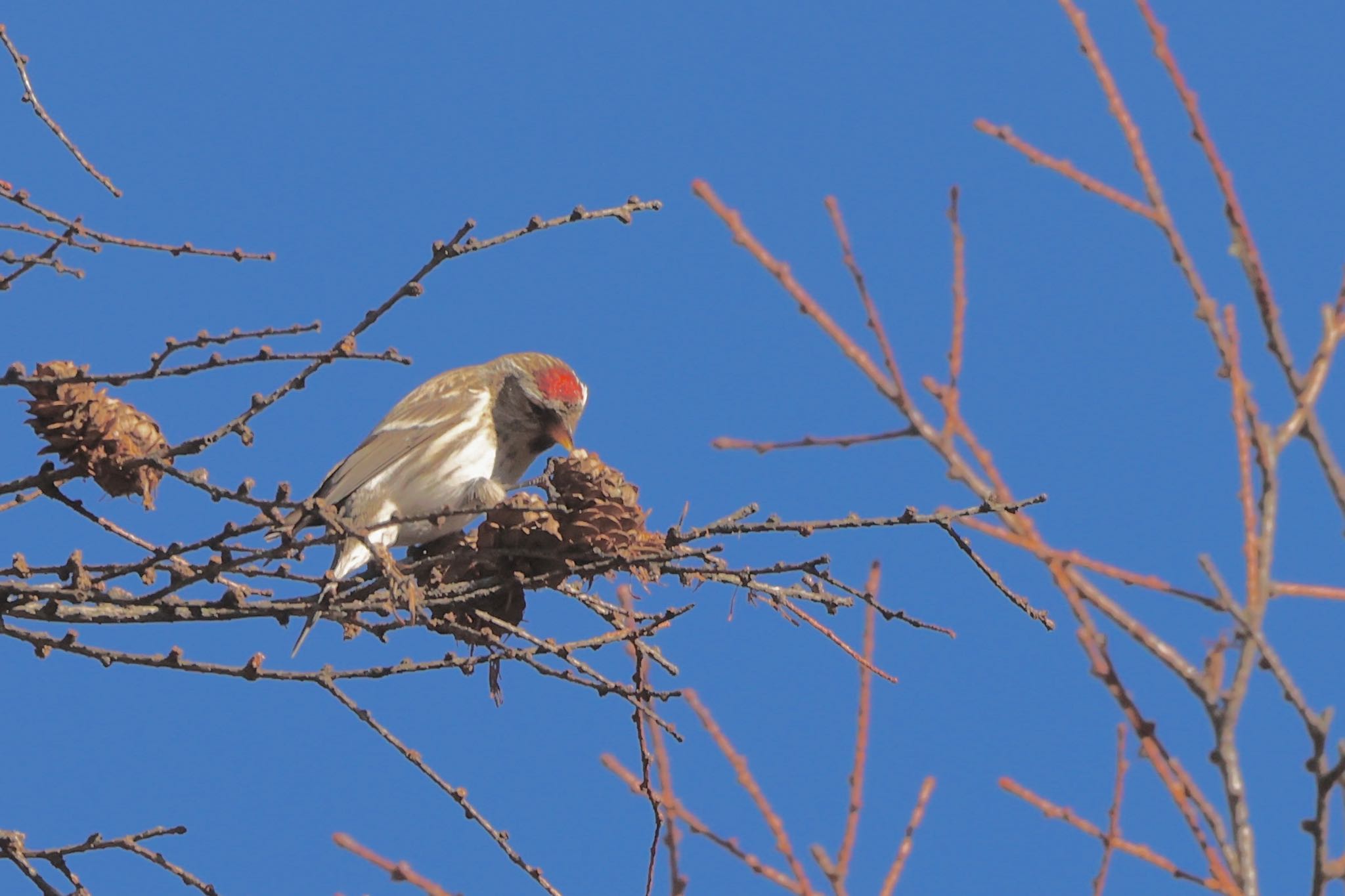Photo of Common Redpoll at  by なおんなおん