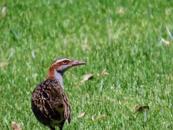 ナンヨウクイナ Central Coast Wetlands Pioneer Dairy(NSW) 2023年11月19日(日)