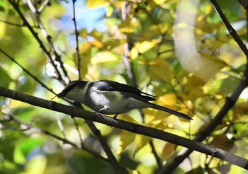 2023年11月22日(水) 水元公園の野鳥観察記録