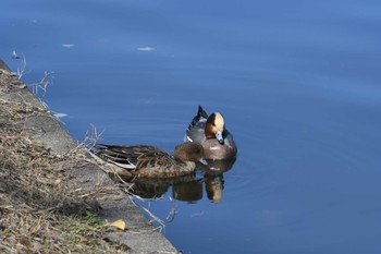 ヒドリガモ 水元公園 2023年11月22日(水)