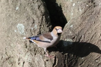 シメ 舞岡公園 2023年11月21日(火)