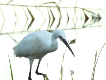 コサギ 都立浮間公園 2023年11月19日(日)