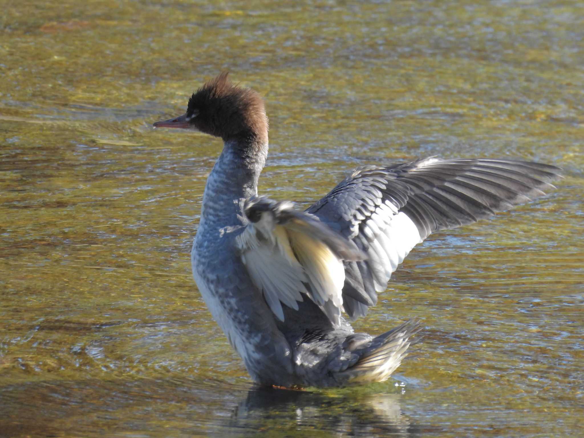 Photo of Common Merganser at 鴨川 by ゆりかもめ