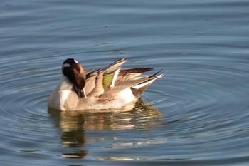 Northern Pintail 岡山旭川 Tue, 11/21/2023