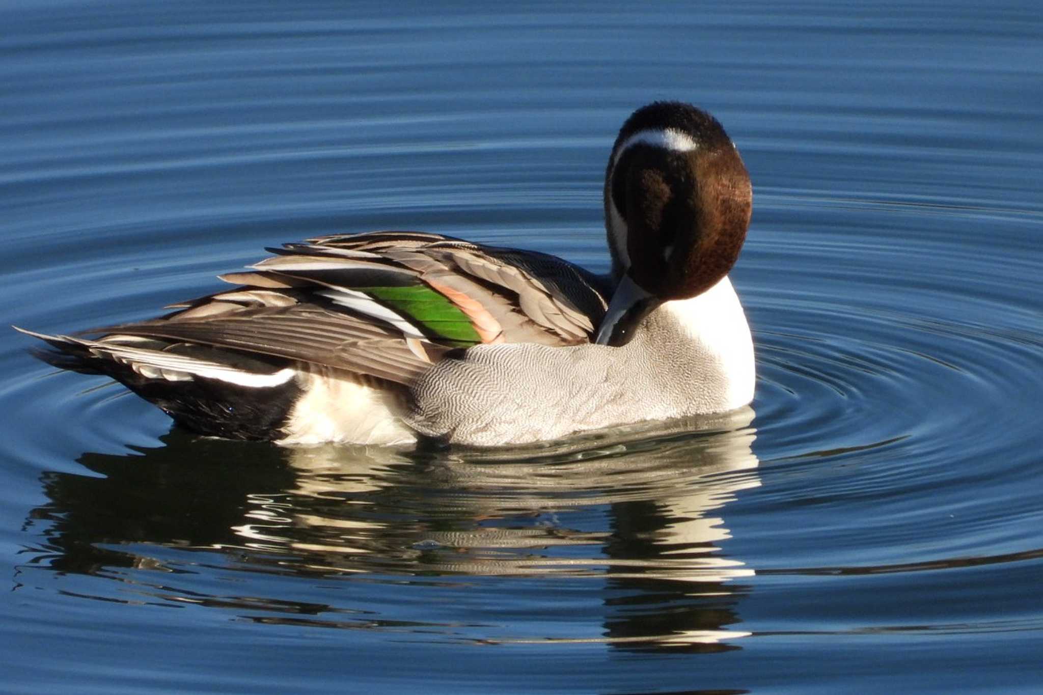 Photo of Northern Pintail at 岡山旭川 by タケ