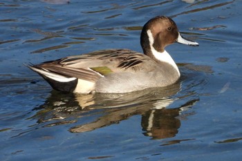 Northern Pintail 岡山旭川 Tue, 11/21/2023