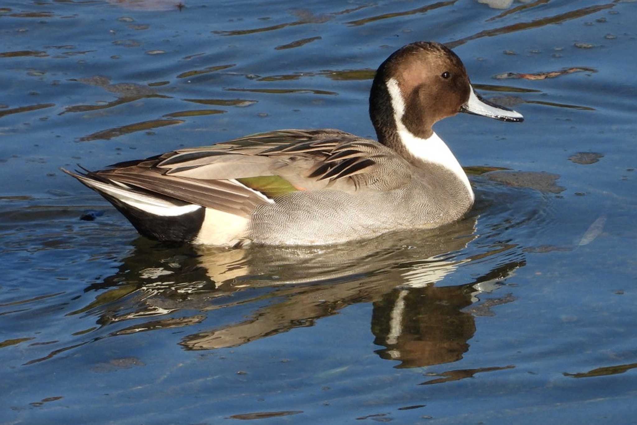 Photo of Northern Pintail at 岡山旭川 by タケ