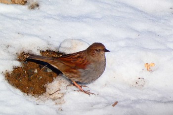 Japanese Accentor Mt. Tsukuba Sun, 1/29/2023