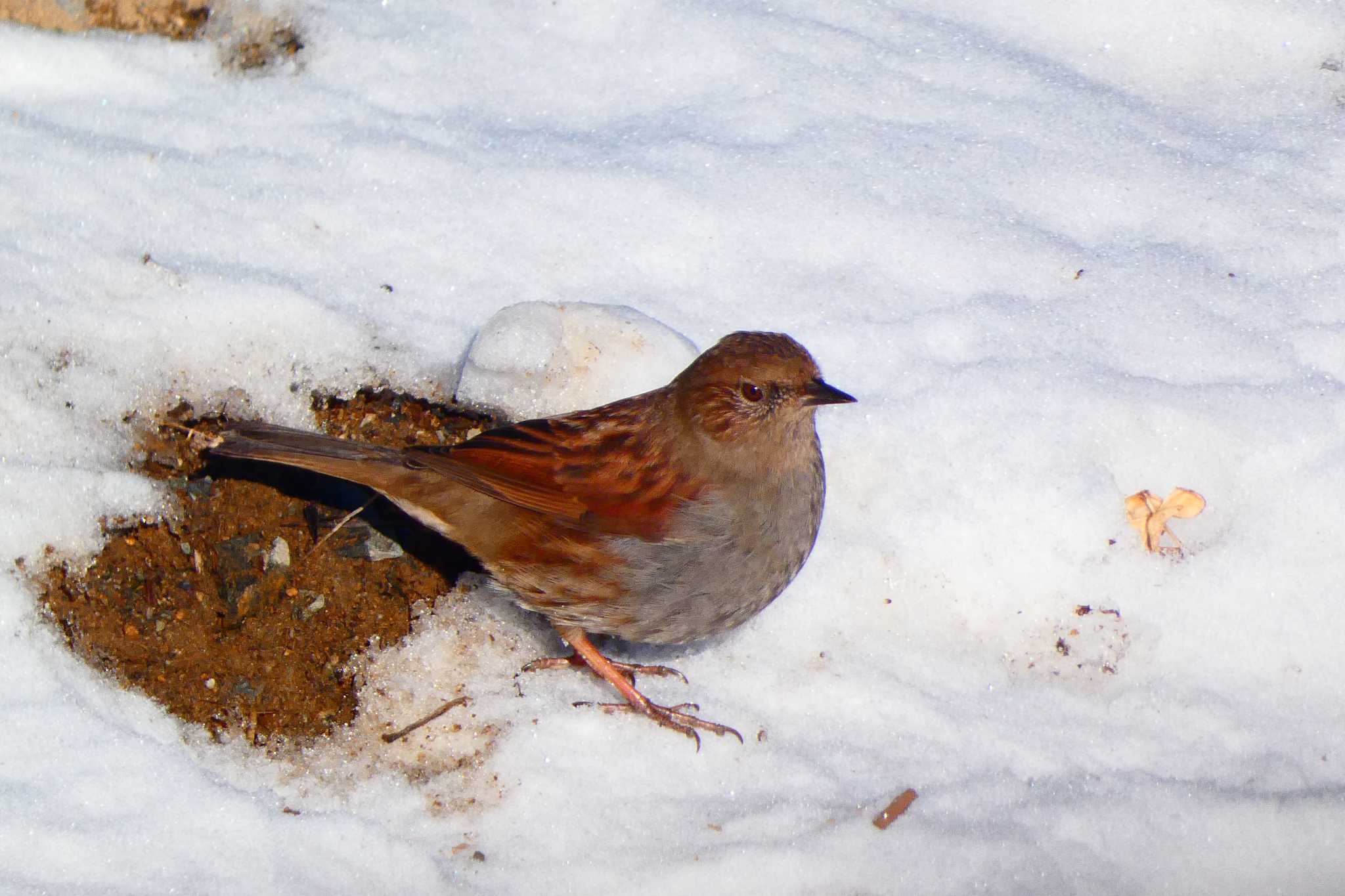 Photo of Japanese Accentor at Mt. Tsukuba by sen