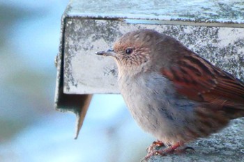 Japanese Accentor Mt. Tsukuba Sun, 1/29/2023