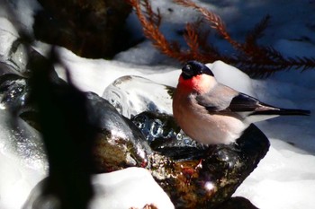 Eurasian Bullfinch Mt. Tsukuba Sun, 1/29/2023