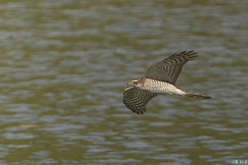 Eurasian Sparrowhawk 明石市 Sun, 11/19/2023