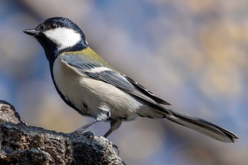 Japanese Tit 和田公園(稲敷市) Wed, 11/22/2023