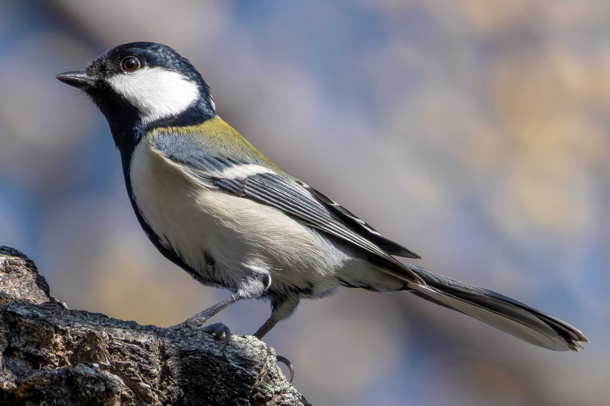 Photo of Japanese Tit at 和田公園(稲敷市) by MNB EBSW