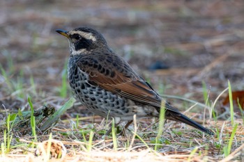 Dusky Thrush 和田公園(稲敷市) Wed, 11/22/2023