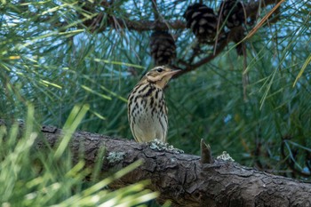 Olive-backed Pipit 和田公園(稲敷市) Wed, 11/22/2023