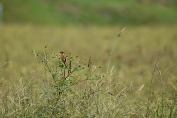 ノビタキ 兵庫県 2018年10月5日(金)