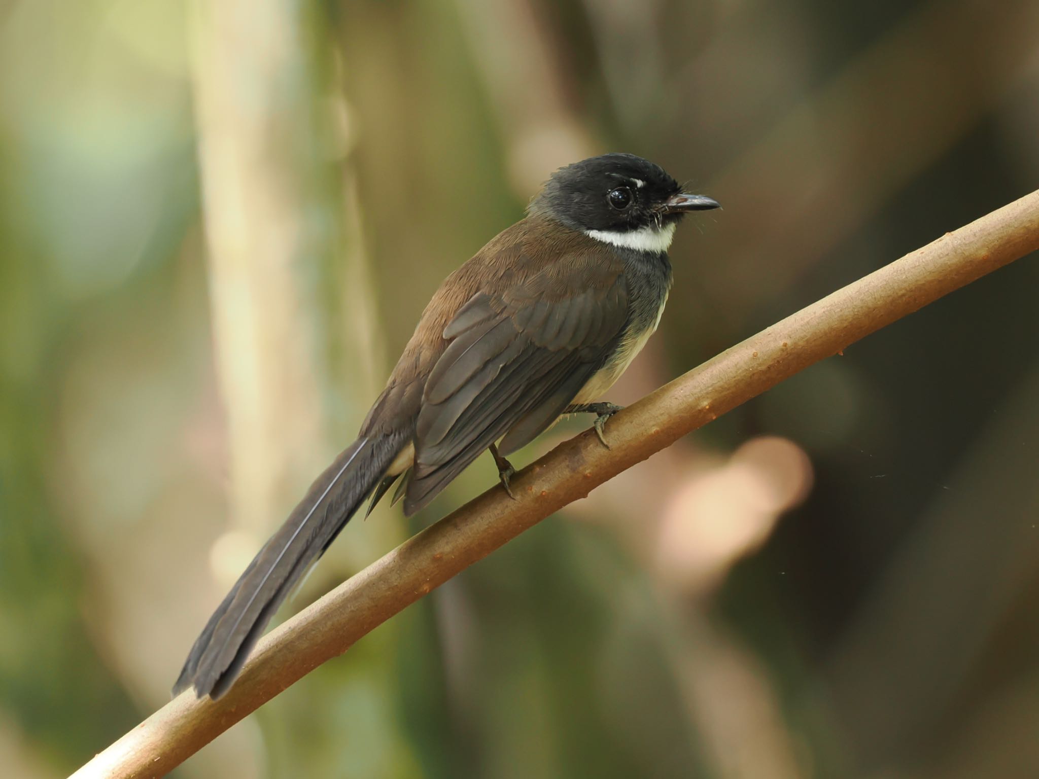 Photo of Malaysian Pied Fantail at カンザー国立公園 by daffy@お散歩探鳥＆遠征探鳥♪