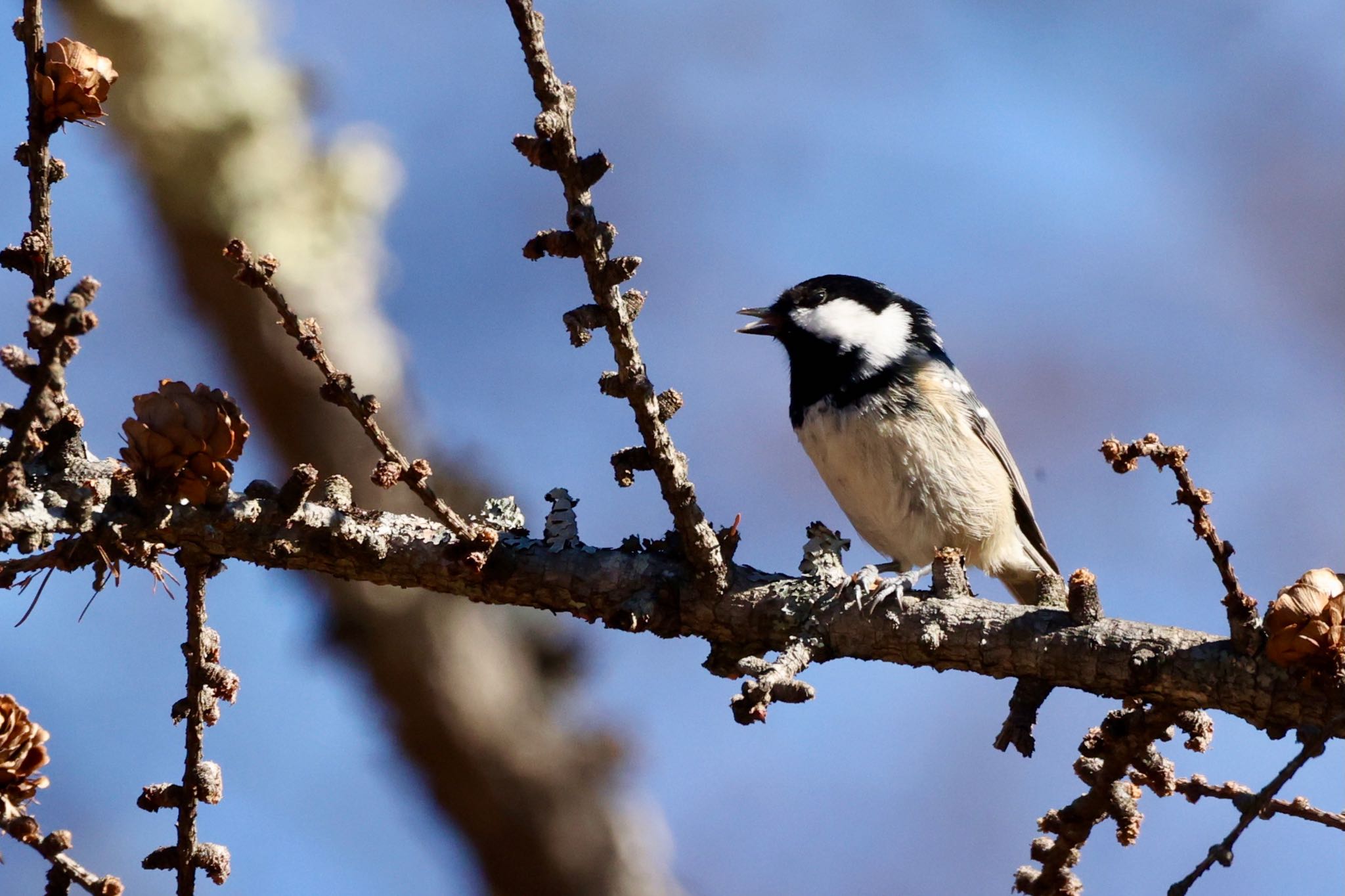 Photo of Coal Tit at  by なおんなおん