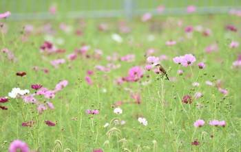 ノビタキ 兵庫県 2018年10月5日(金)