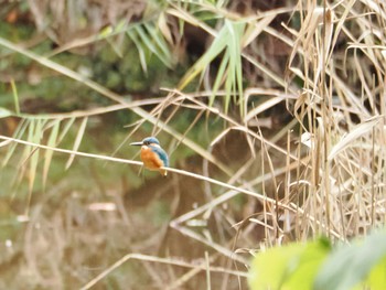 カワセミ 牛久自然観察の森 2023年11月11日(土)