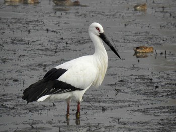 コウノトリ 平の沢池(京都府亀岡市) 2023年11月22日(水)