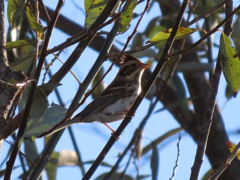 2023年11月21日(火) 伊豆沼の野鳥観察記録