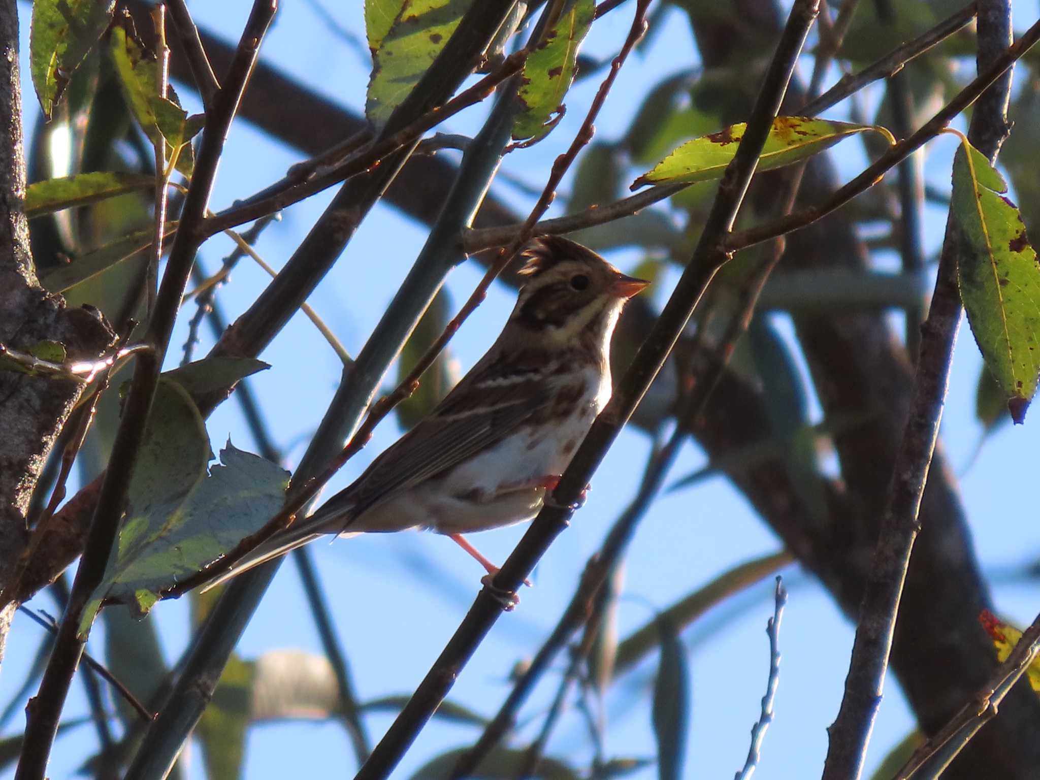 Rustic Bunting