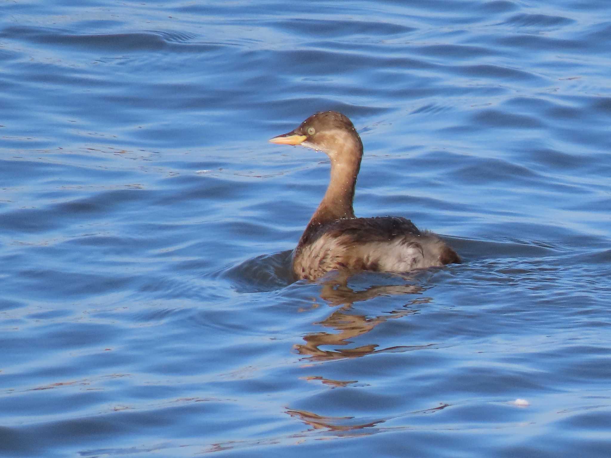 Little Grebe