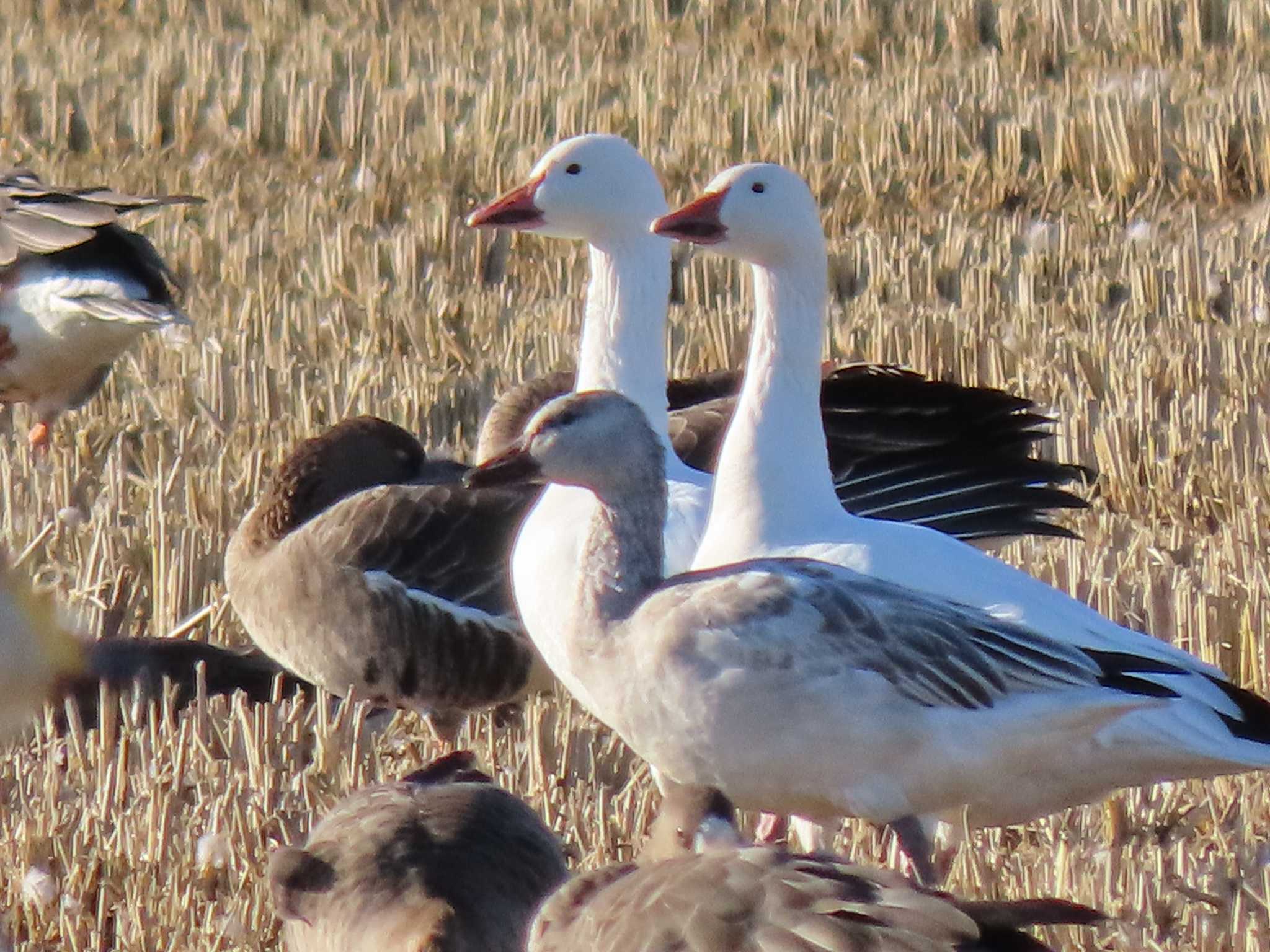 Snow Goose