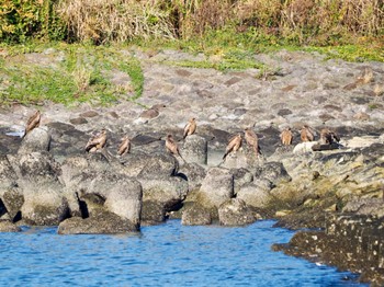 トビ お台場海浜公園 2023年11月22日(水)