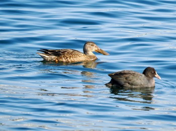 ハシビロガモ お台場海浜公園 2023年11月22日(水)