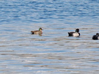 2023年11月22日(水) お台場海浜公園の野鳥観察記録