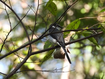 2023年11月21日(火) 秋ヶ瀬公園の野鳥観察記録