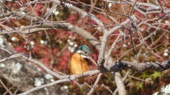 2023年11月22日(水) 奈良公園の野鳥観察記録