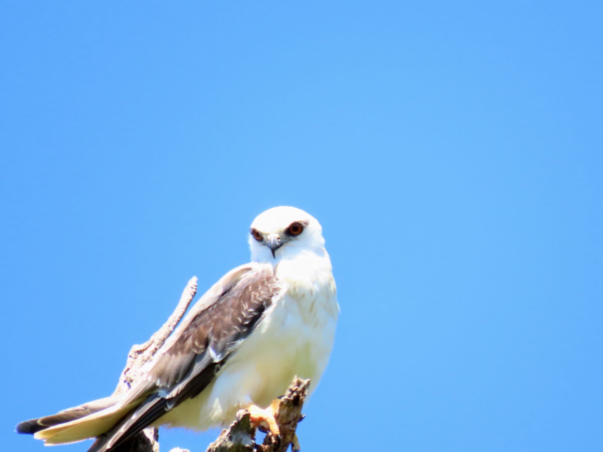 Central Coast Wetlands Pioneer Dairy(NSW) オーストラリアカタグロトビの写真 by Maki