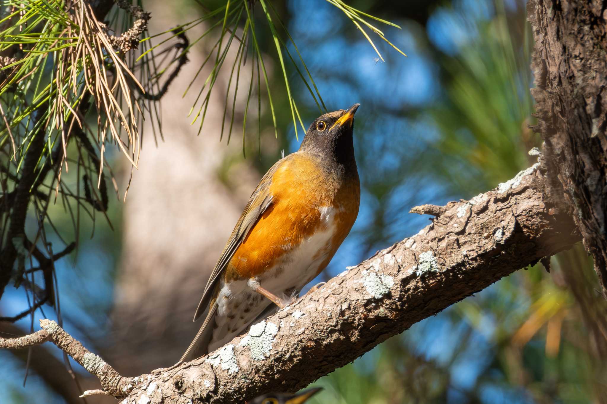 Photo of Brown-headed Thrush(orii) at 和田公園(稲敷市) by MNB EBSW