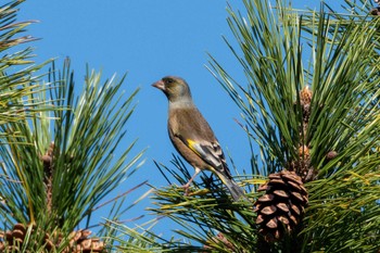 Oriental Greenfinch(kawarahiba) 和田公園(稲敷市) Wed, 11/22/2023