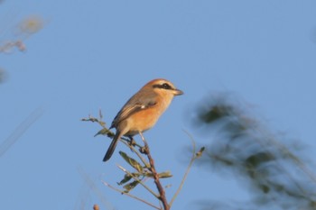 2018年10月9日(火) 羽村市宮ノ下運動公園付近の野鳥観察記録